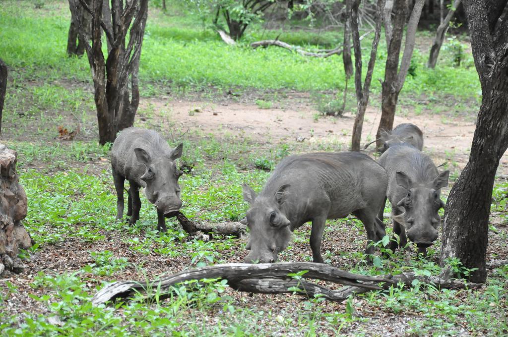 Treetops Marloth Park Exterior photo